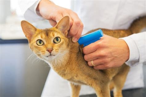 rfid chip implant cat cost|microchip placement for cat.